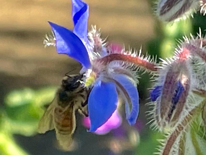 Attracts Early Pollinators