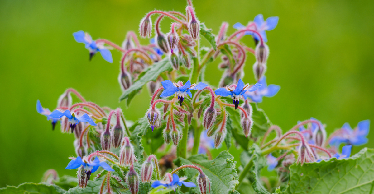 borage