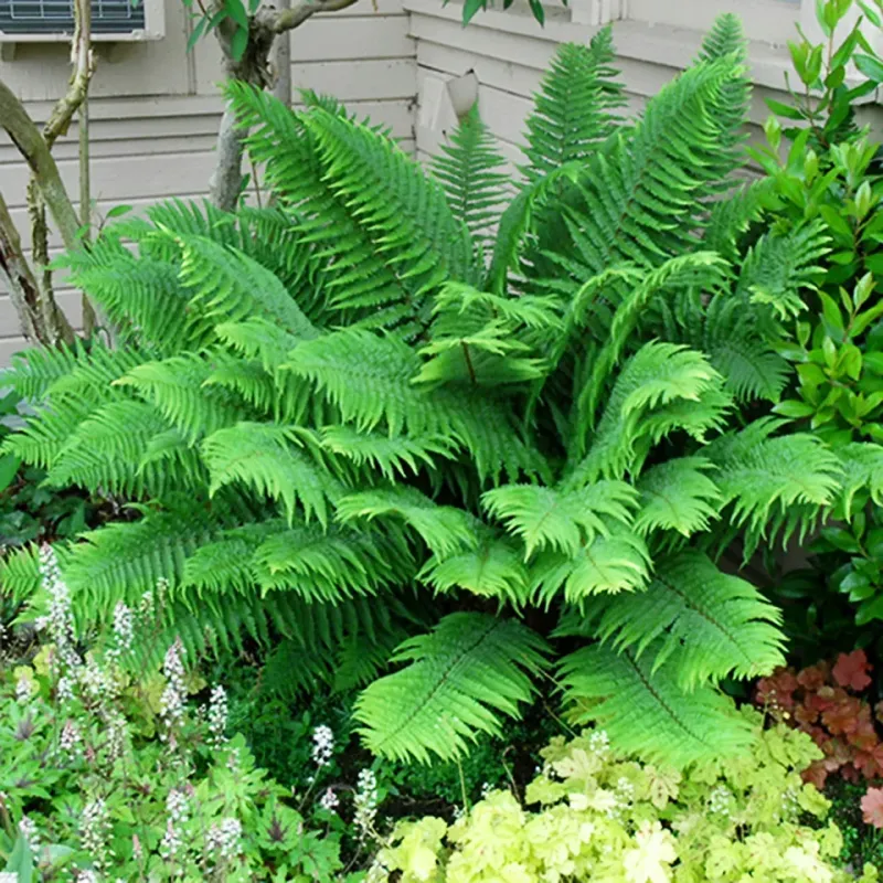 Ferns