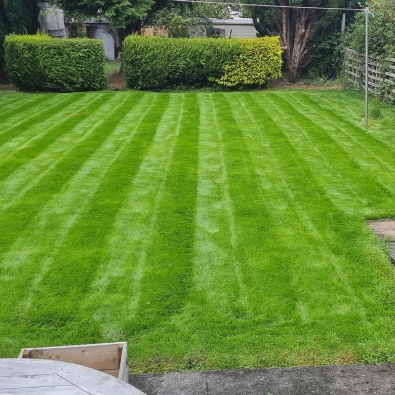 Lawn Grass