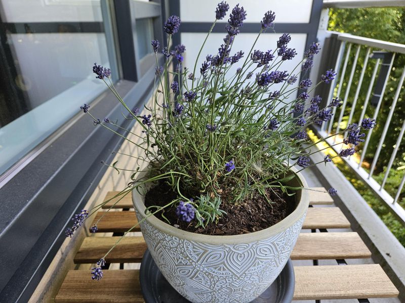 Lavender Struggles With Texas Humidity