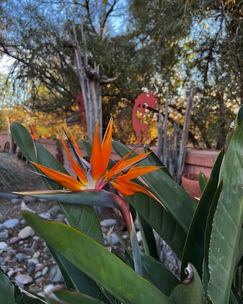 Bird Of Paradise Needs Protection From Harsh Sun