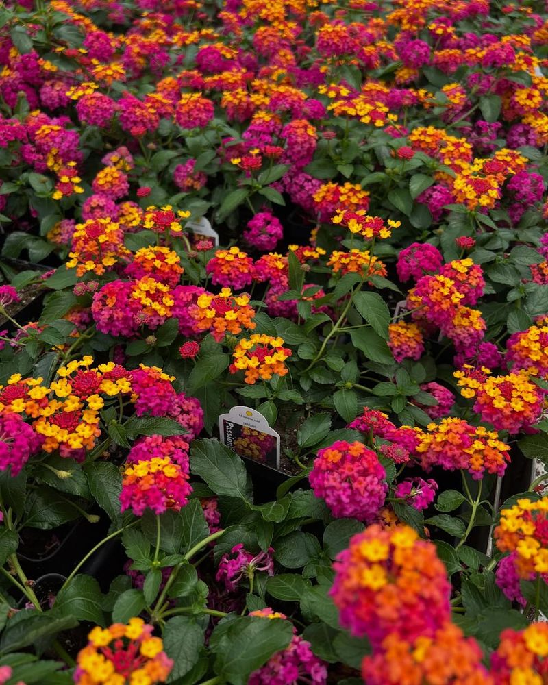 Lantana A Magnet For Butterflies