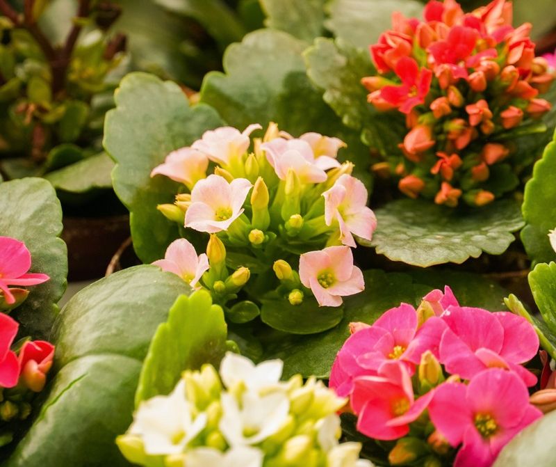 Kalanchoe Packing Bright Color Into A Small Space