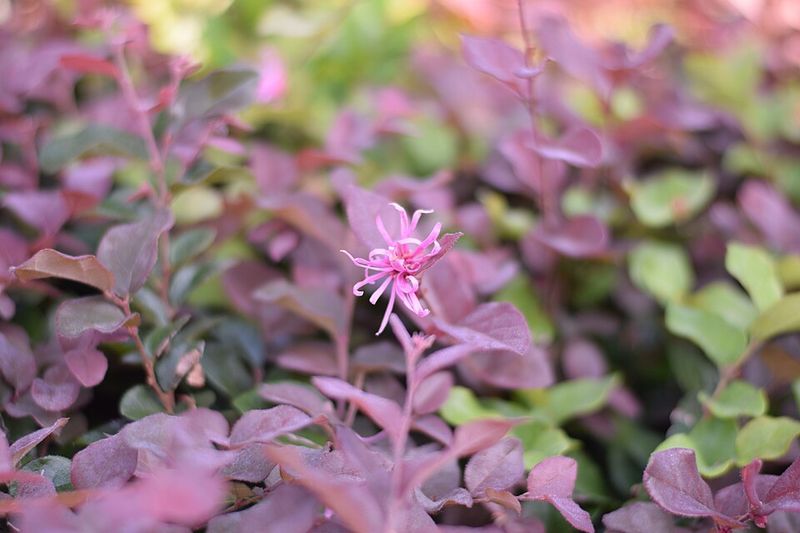 Loropetalum Benefits From A Light Post Bloom Fertilizer