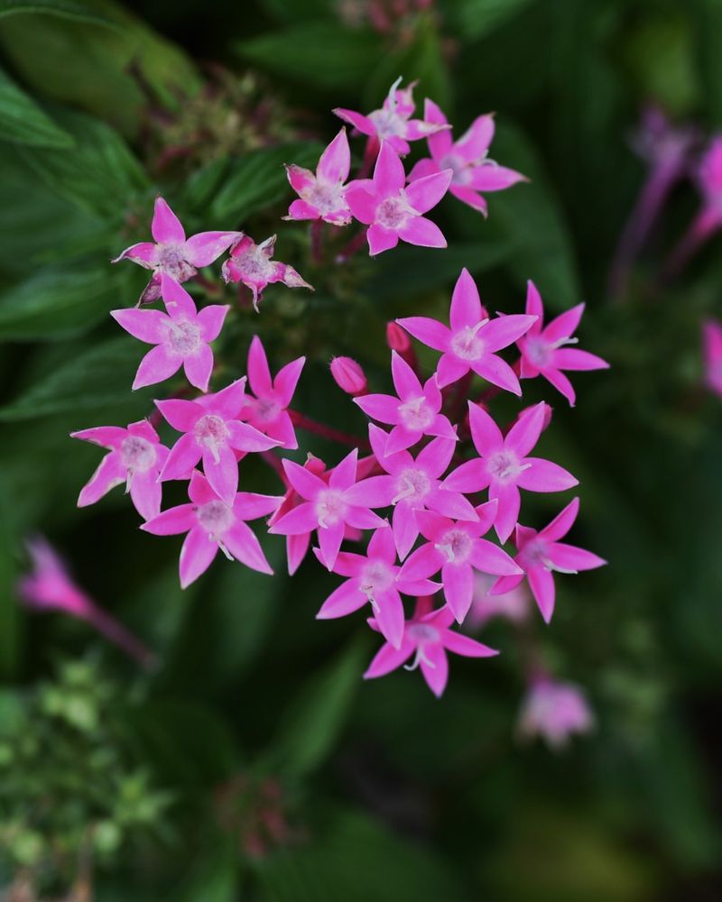 Pentas Bloom Better With A Timely April Feeding