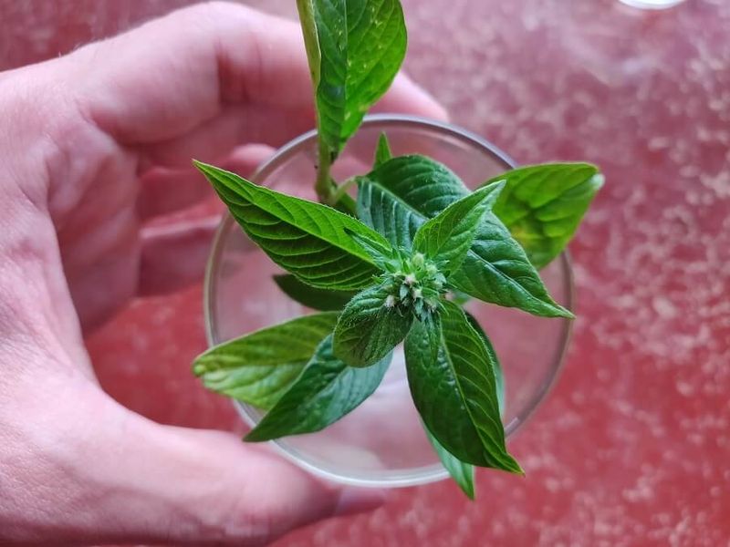 Pentas Grow Quickly From Soft Stem Cuttings