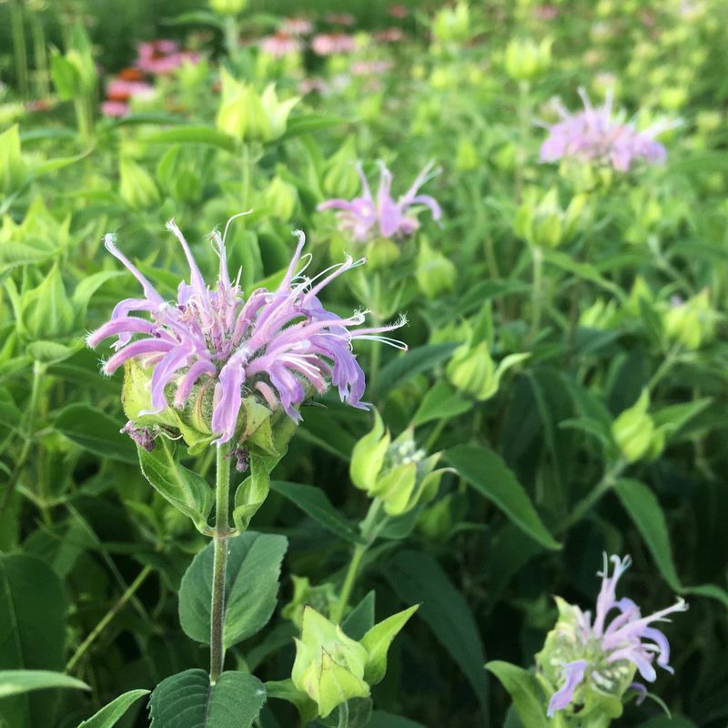 Bee Balm 