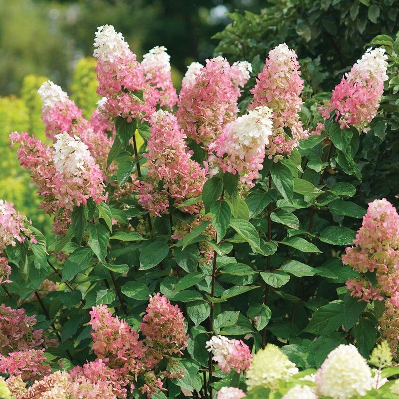 Panicle Hydrangea (Hydrangea Paniculata)