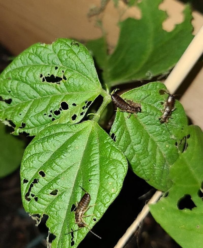 Decaying Matter Becomes Food