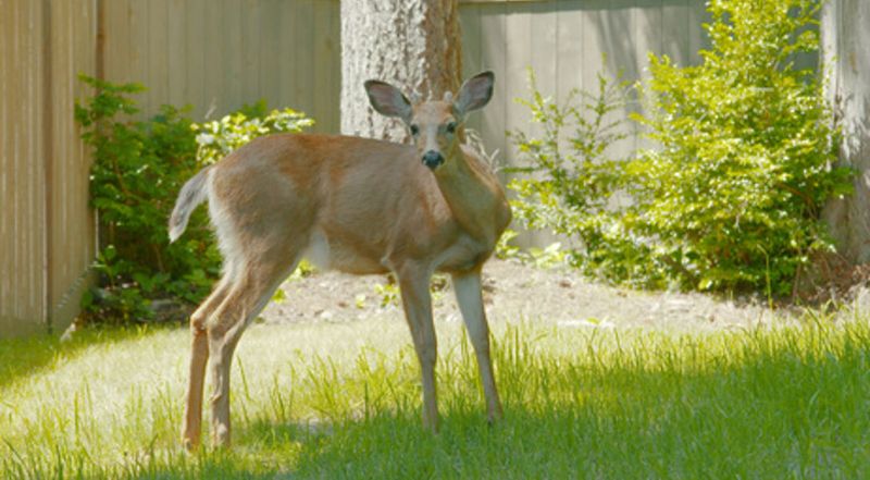 Arborvitae Is Easy To Reach And Soft To Eat