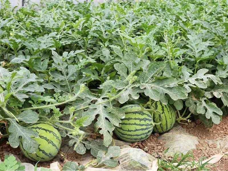 April Timing Sets Up A Full Growing Season