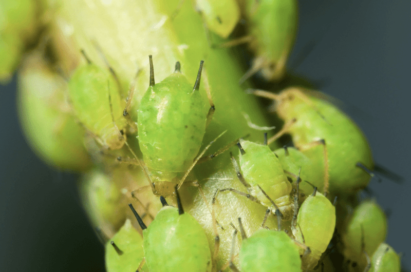 Insect Pressure Is Higher Than In Typical Apple Regions