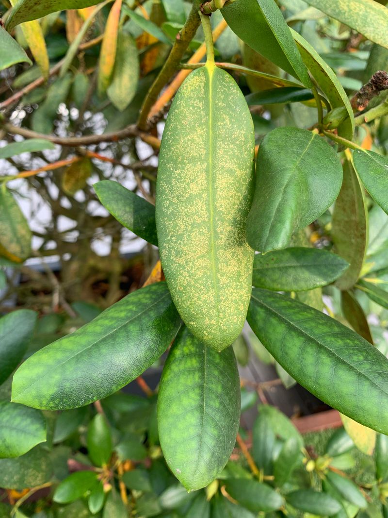 Yellow Leaves With Green Veins Often Signal Chlorosis