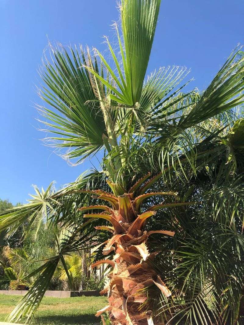 Desert-Friendly Trees And Tougher Palms Hold Up Far Better