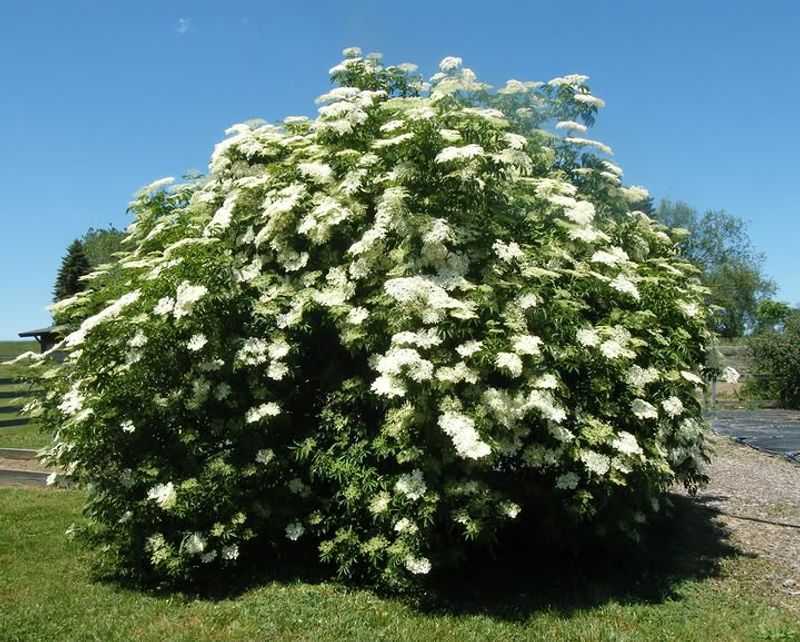 American Elder (Sambucus Canadensis)