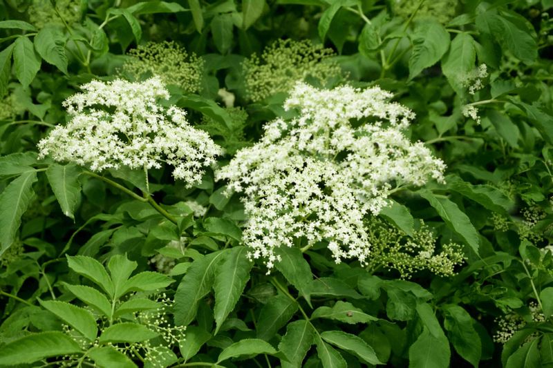 American Elderberry (Sambucus canadensis)