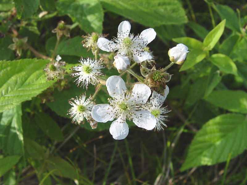 Allegheny Blackberry (Rubus allegheniensis)