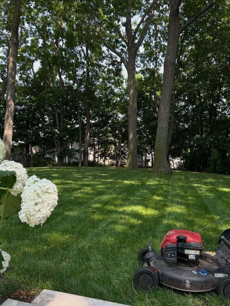 Leaving Grass Taller Reduces Lawn Stress In Spring