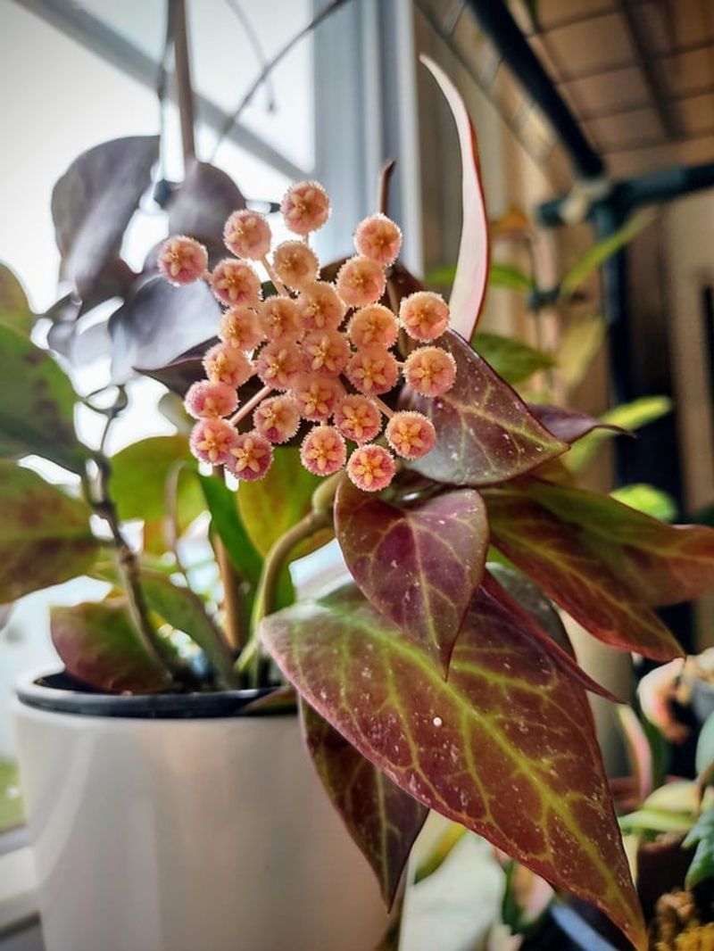 Light Feeding Encourages Growth During Active Months