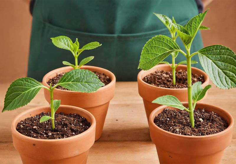 Less Risk Of Heat Stress Than Summer Propagation