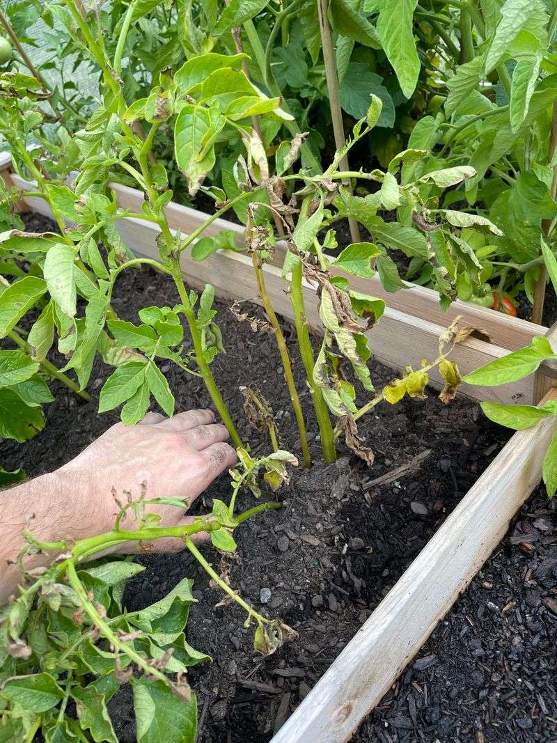 Keep Soil Evenly Moist