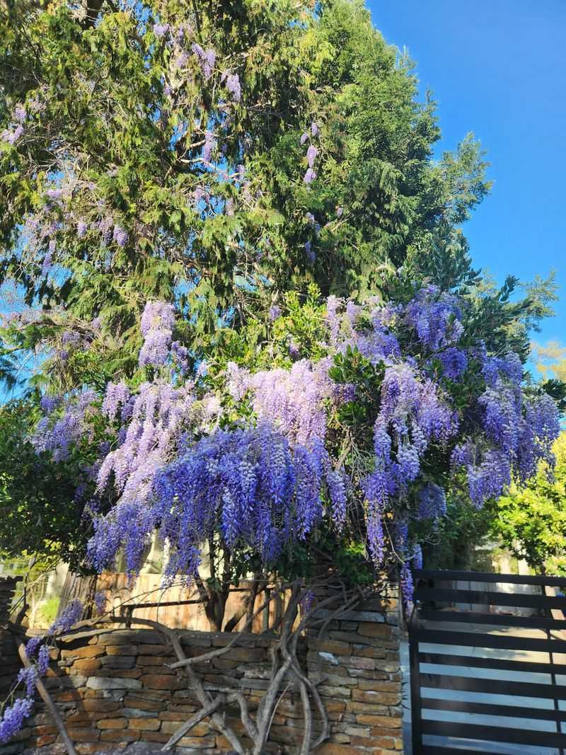 Wisteria