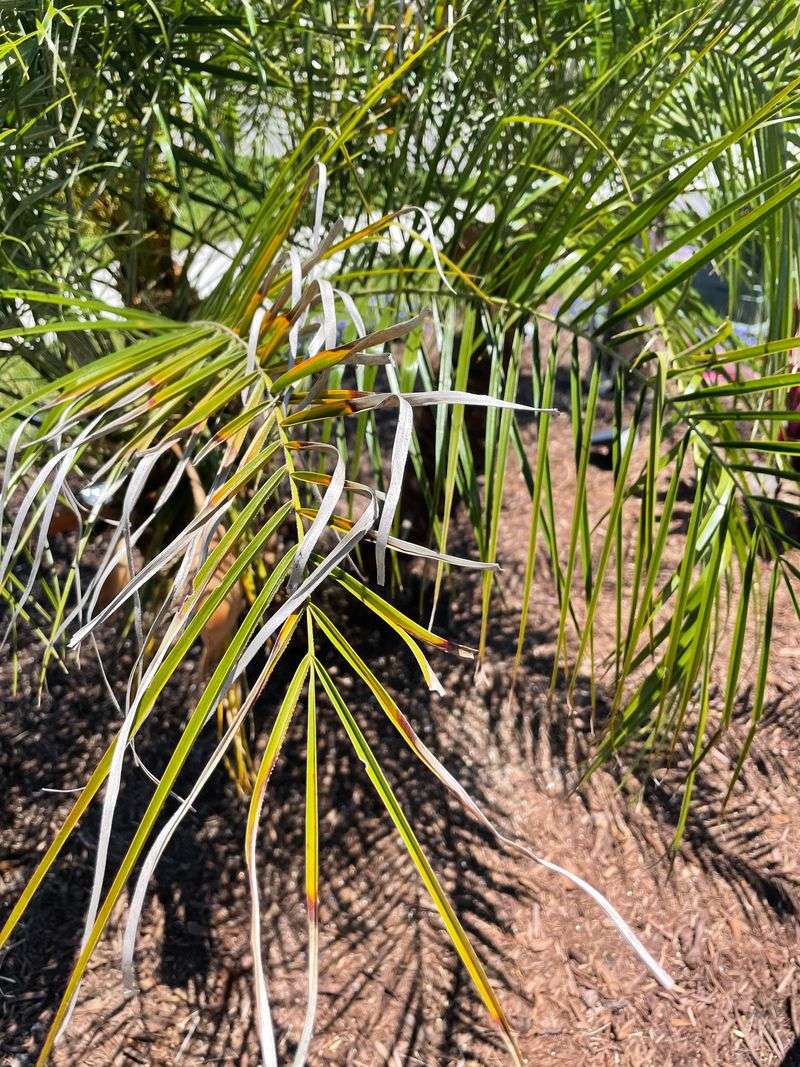 Watch Frond Color Changes To Fine Tune Watering