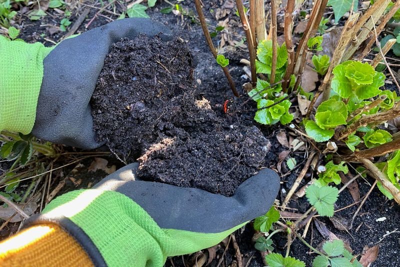 Refresh The Soil With Compost Instead Of Heavy Feeding