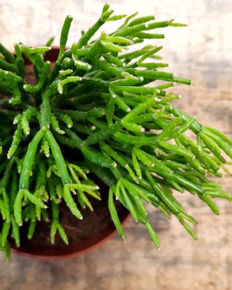 Mistletoe Cactus Gives Cactus Lovers Something Differens