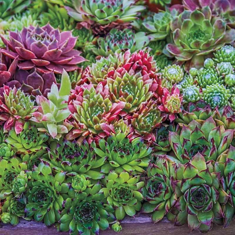 Hens And Chicks That Spread With Ease