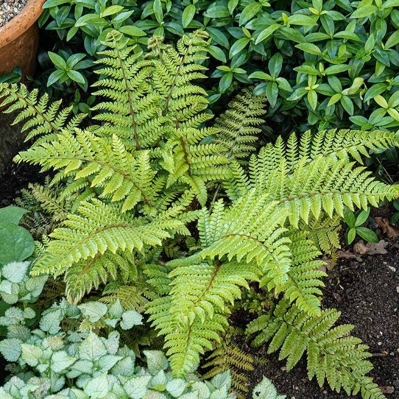 Ferns Thrive In Rich, Woodland-Style Soil
