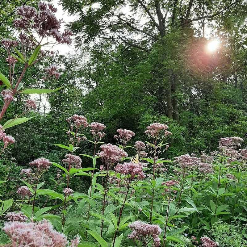 Sweet Joe-Pye Weed (Eutrochium Purpureum)