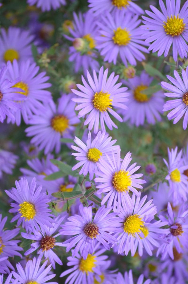 Aromatic Aster (Symphyotrichum oblongifolium)