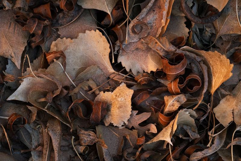 Leaf Litter Supports Ground-Nesting Species