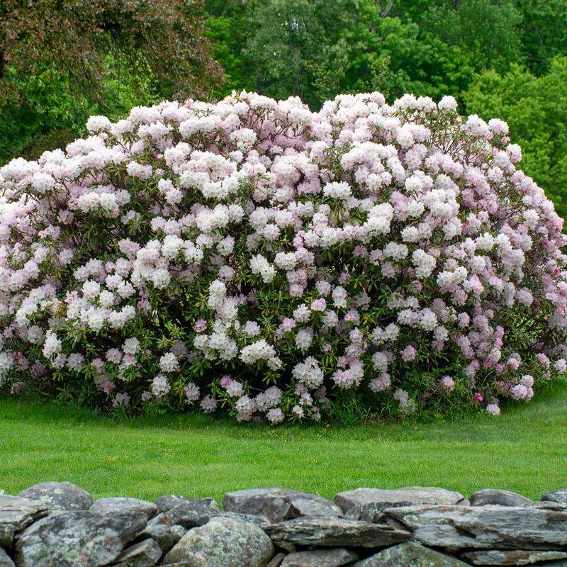 Rhododendrons Bring Privacy With Spring Color