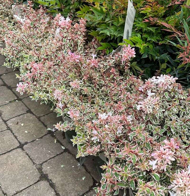 Abelia Spreads Into A Soft, Semi-Evergreen Hedge