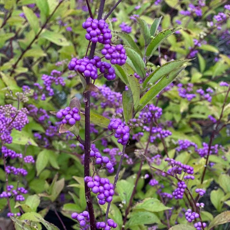 Beautyberry Produces Stronger Growth When Cut Back In Spring