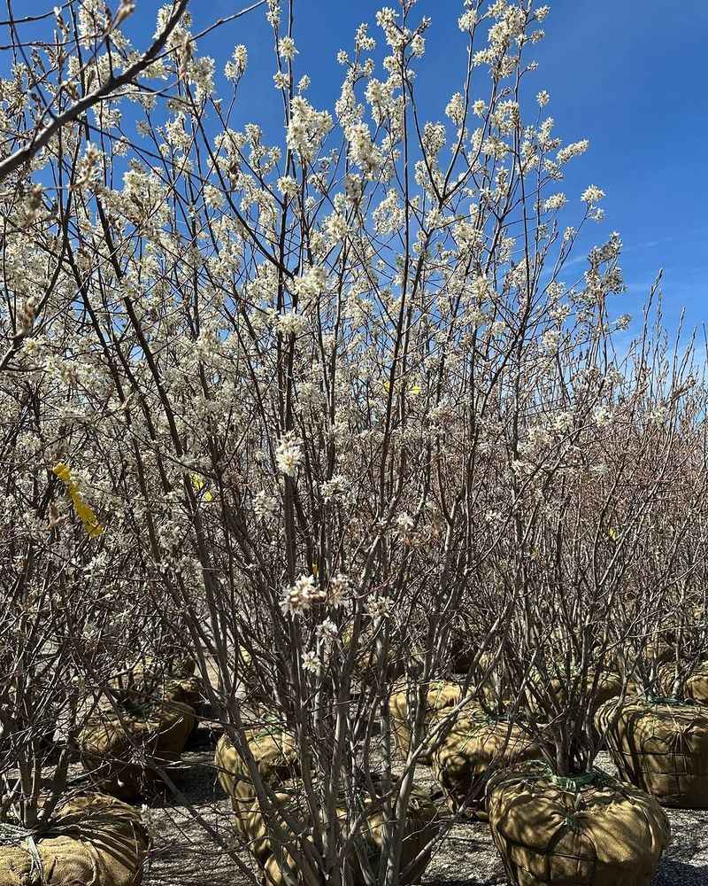 Serviceberry Responds Well To Early Spring Pruning