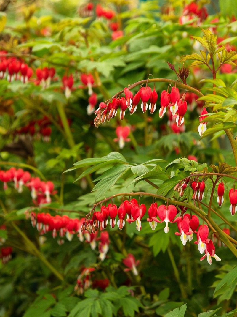 Bleeding Heart Steals The Show In Early Shade Gardens
