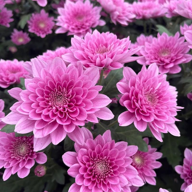 Chrysanthemum