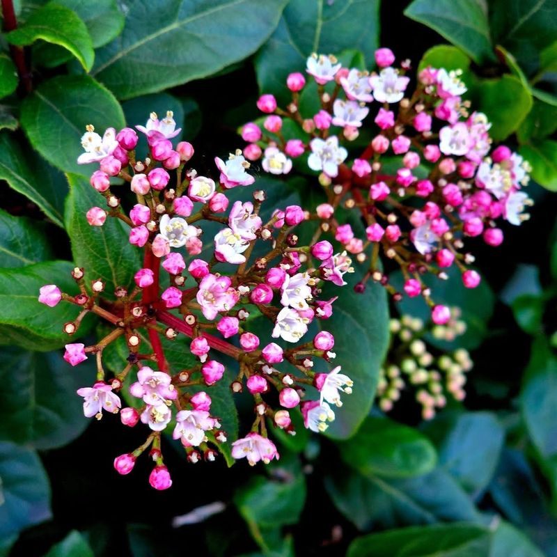 Viburnum Tinus