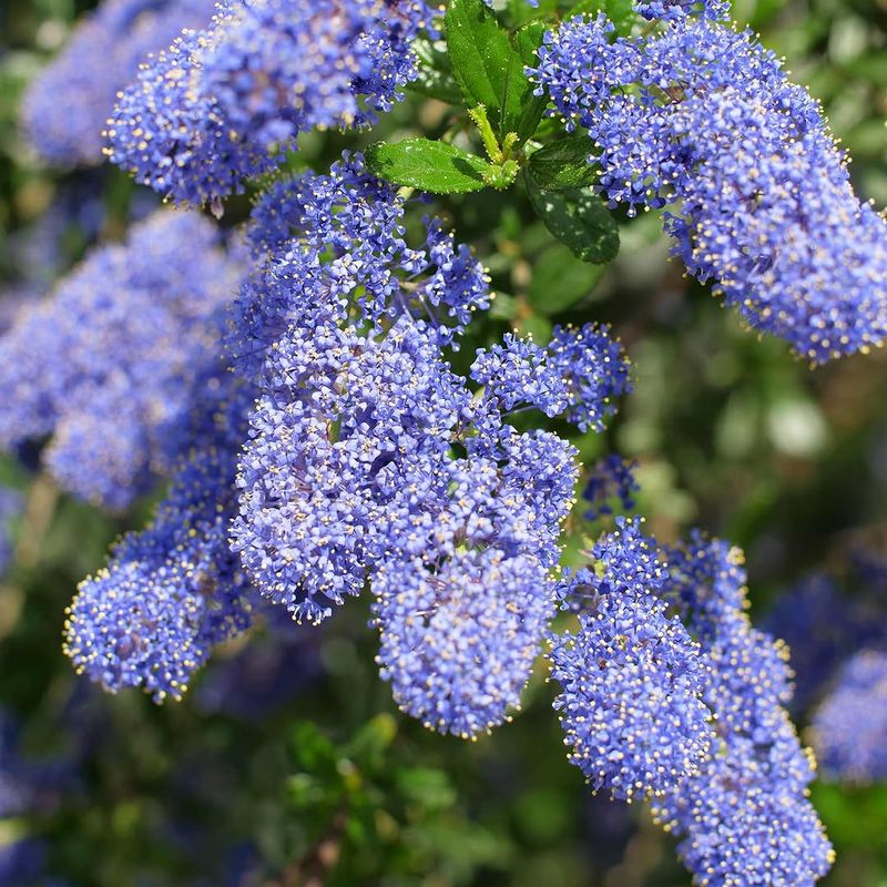 Ray Hartman Ceanothus