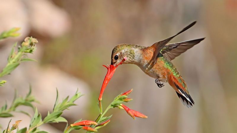 Hummingbirds Bring Energy To Spring Blooms