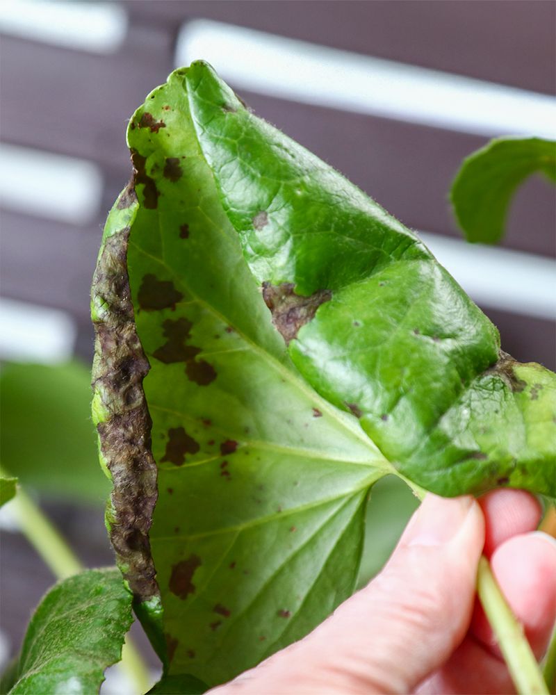 Sooty Mold Often Follows Sticky Residue