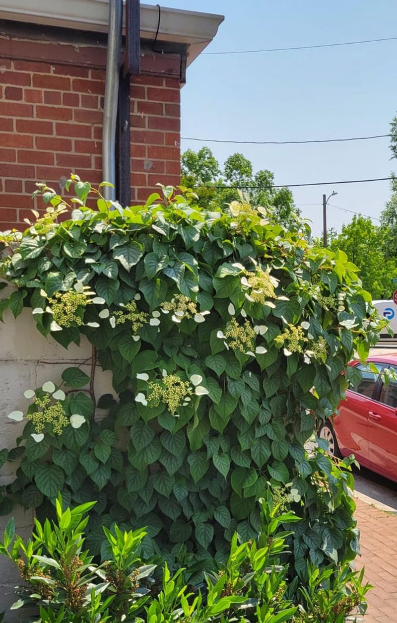 Climbing Hydrangea