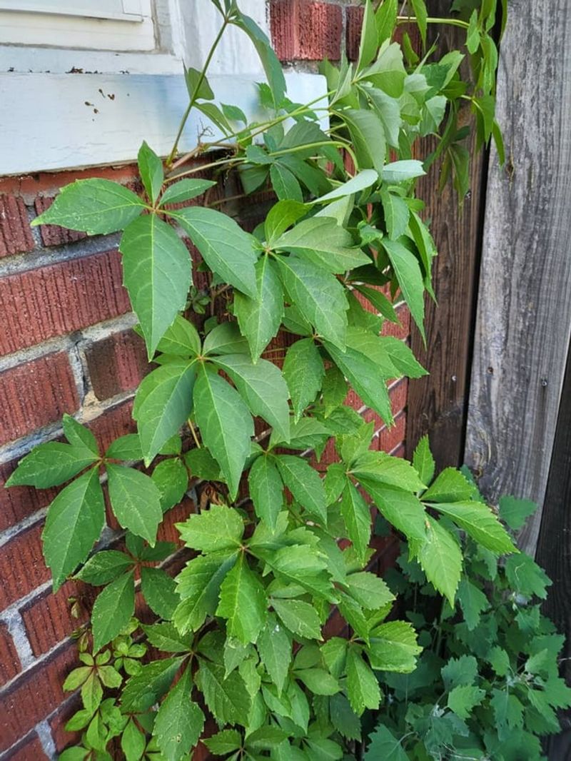 Virginia Creeper Covers Fences With Vigorous Growth
