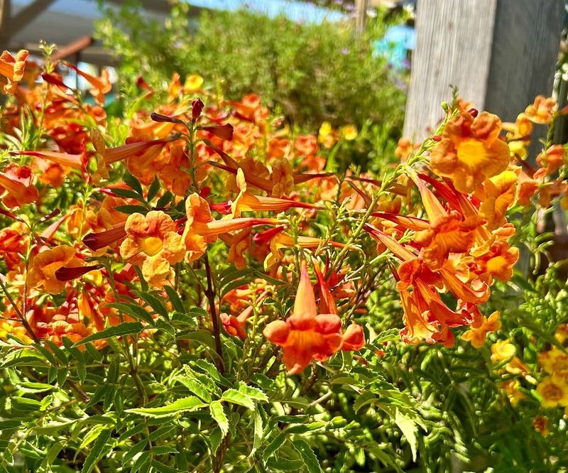 Orange Bells Keep Producing New Growth Through Summer Heat