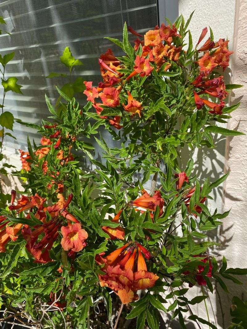 Orange Bells Grow Rapidly And Add Height With Bright Color