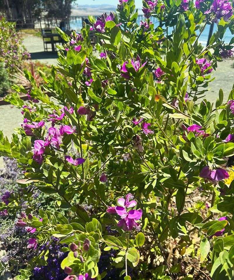 Texas Ranger Thickens Up And Handles Heat With Ease